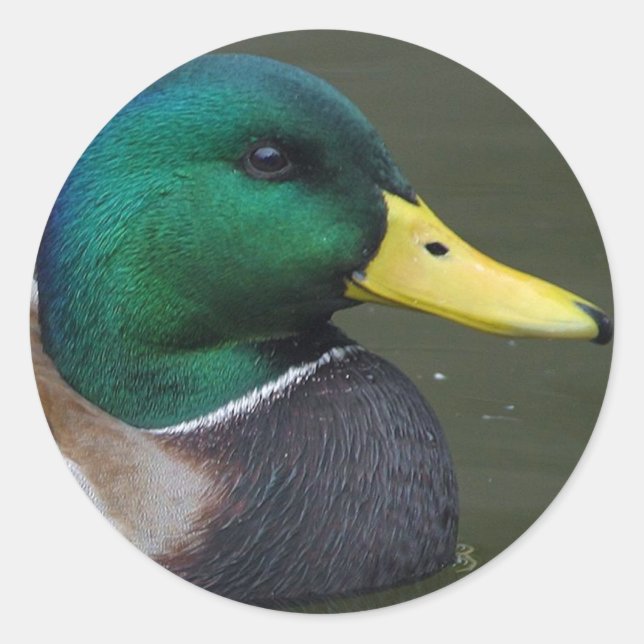 Mallard Duck Runder Aufkleber (Vorderseite)