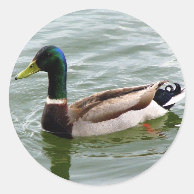 Mallard Duck Runder Aufkleber (Vorderseite)