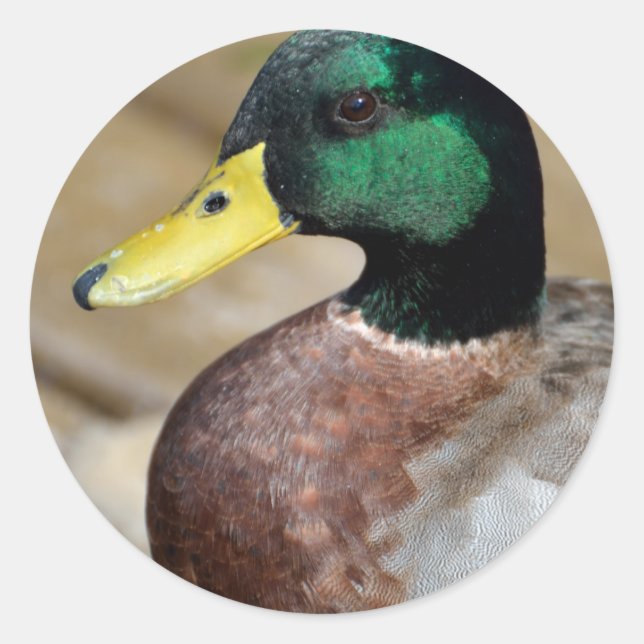 Mallard Duck Runder Aufkleber (Vorderseite)