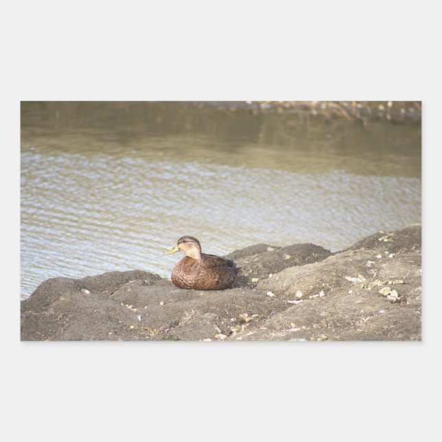 Mallard Duck Stickers (Vorderseite)