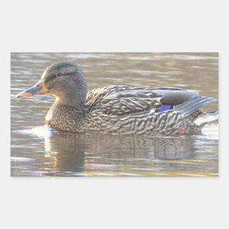 Mallard Duck Stickers