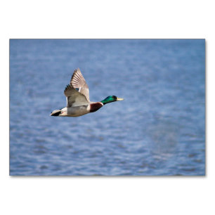 Mallard Duck Tischnummer