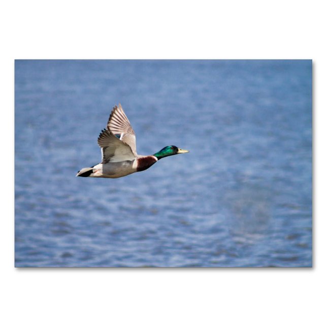 Mallard Duck Tischnummer (Vorderseite)