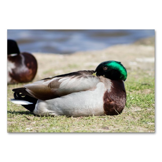 Mallard Duck Tischnummer (Vorderseite)