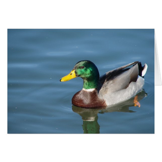 Mallard Duck Toutes les occasions Carte de voeux (Devant horizontal)