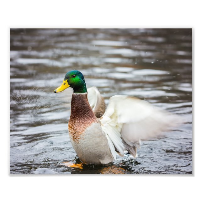 Mallard Duck trocken seine Flügel - Foto drucken (Vorne)