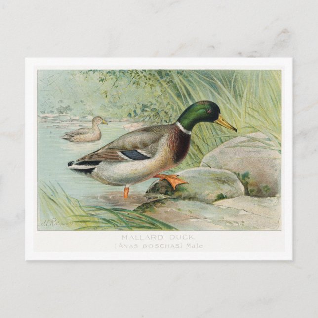 Mallard Duck Vintag Illustration Postkarte (Vorderseite)