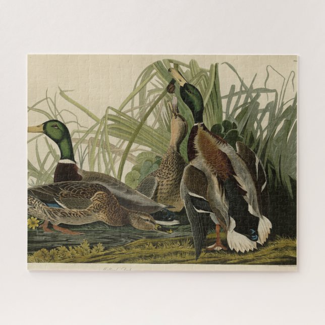Mallard Duck von Audubon's Birds of America (Horizontal)