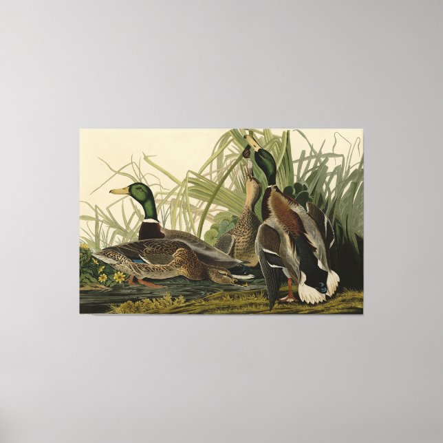 Mallard Duck von Audubon's Birds of America Leinwanddruck (Vorderseite)