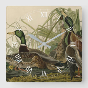 Mallard Duck von Audubon's Birds of America Quadratische Wanduhr