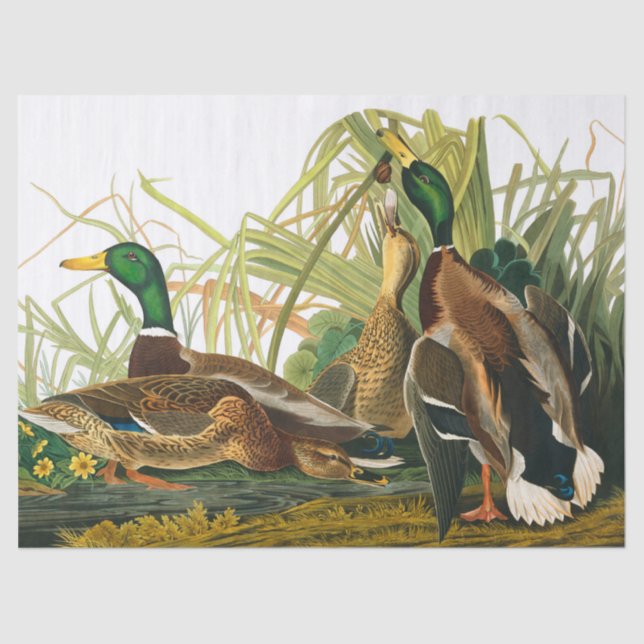 Mallard Duck von John James Audubon Seidenpapier (Vorderseite)