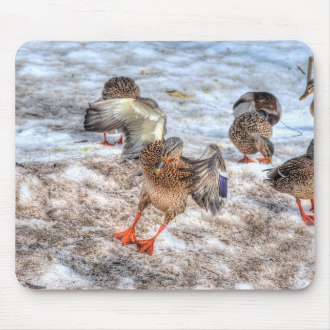 Mallard Duck Wildlife Foto für Vogelliebhaber Mousepad (Vorne)
