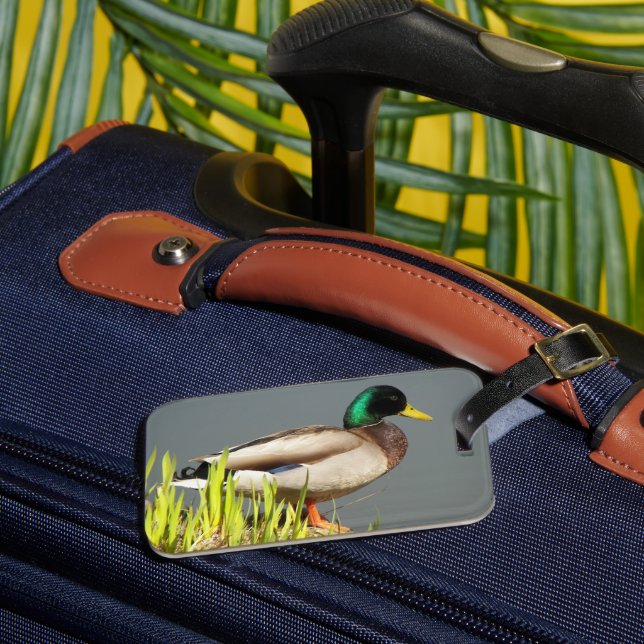 Mallard Duck Wildlife Foto Gepäckanhänger (Vorderseite Insitu 3)