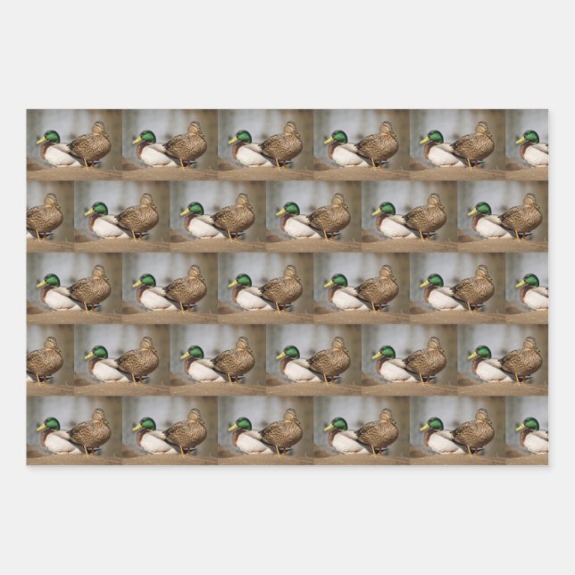 Mallard Duck Wrapping Paper Geschenkpapier Set (Vorderseite)