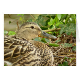 Mallard-Duckkarte