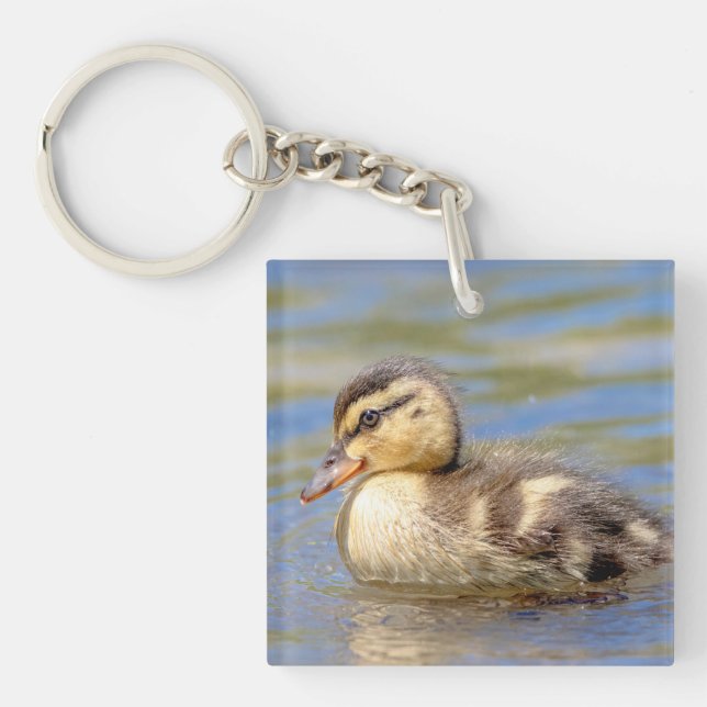 Mallard Duckling (Devant)