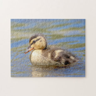 Mallard Duckling