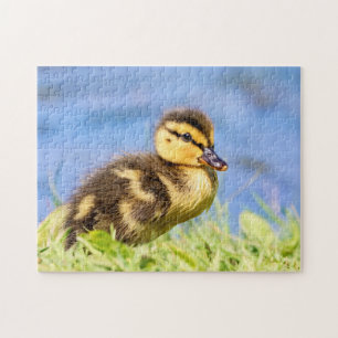Mallard Duckling