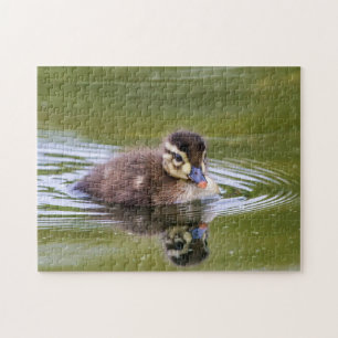Mallard Duckling