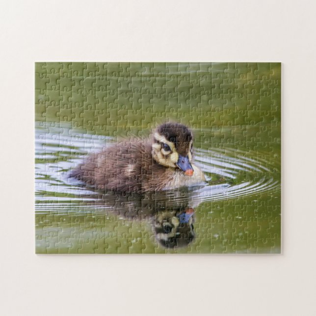 Mallard Duckling (Horizontal)
