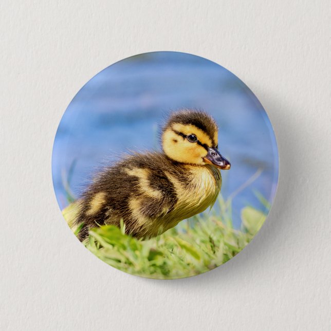 Mallard Duckling Button (Vorderseite)