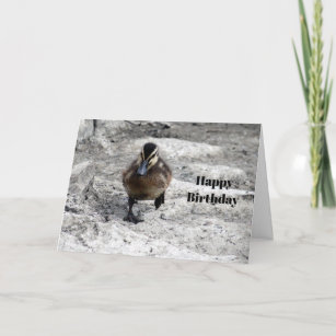 Mallard Duckling Foto Geburtstag Karte