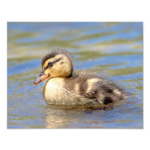 Mallard Duckling Fotodruck