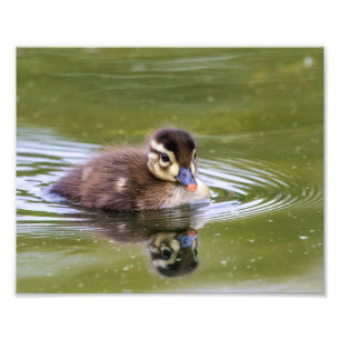 Mallard Duckling Fotodruck
