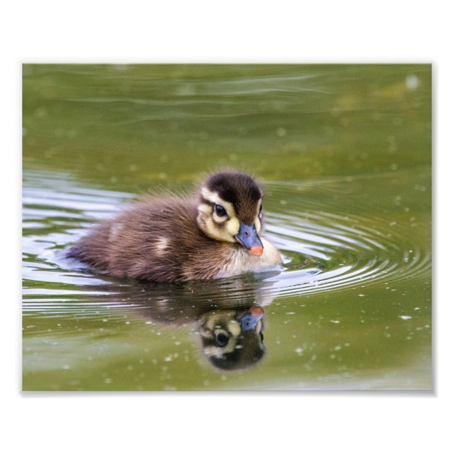 Mallard Duckling Fotodruck (Vorne)