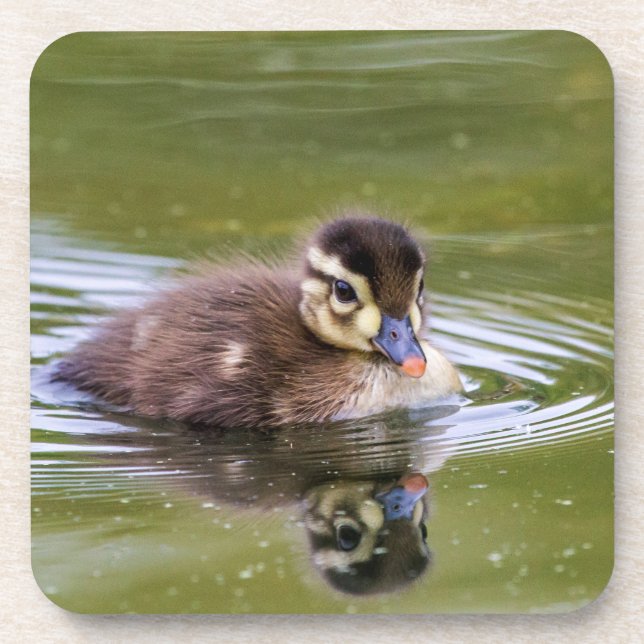 Mallard Duckling Getränkeuntersetzer (Vorderseite)