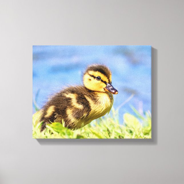 Mallard Duckling Leinwanddruck (Vorderseite)