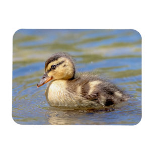 Mallard Duckling Magnet