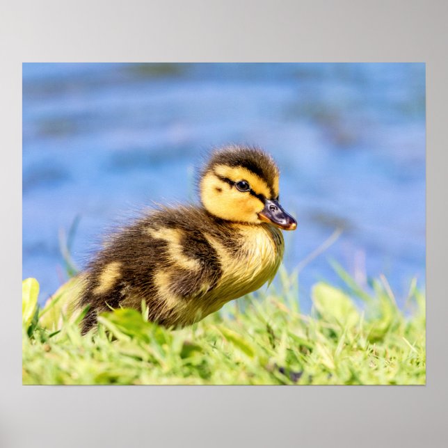 Mallard Duckling Poster (Vorne)