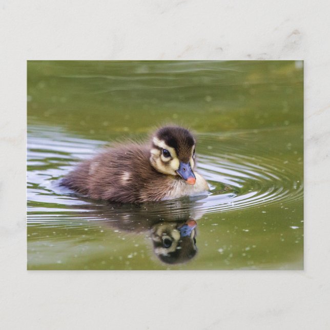 Mallard Duckling Postkarte (Vorderseite)