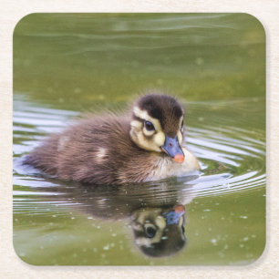 Mallard Duckling Rechteckiger Pappuntersetzer