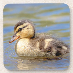 Mallard Duckling Untersetzer