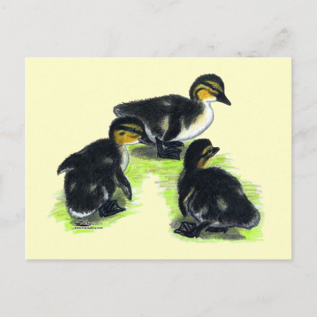 Mallard Ducklings Postkarte (Vorderseite)