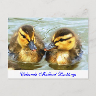 Mallard Ducklings Postkarte