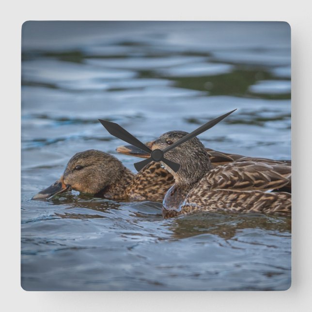 Mallard Ducklings Quadratische Wanduhr (Vorderseite)