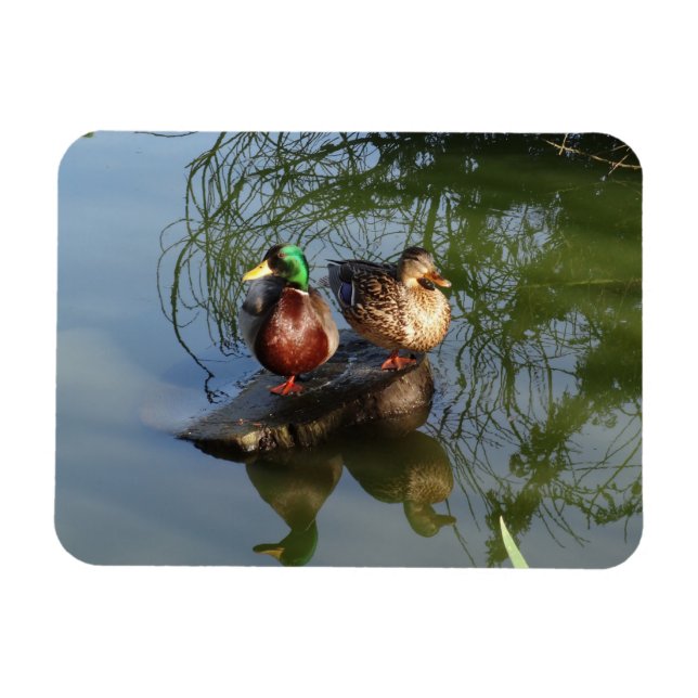 Mallard Ducks #2 Foto Magnet (Horizontal)