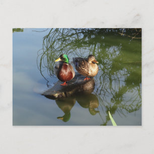 Mallard Ducks #2 Postcard Postkarte