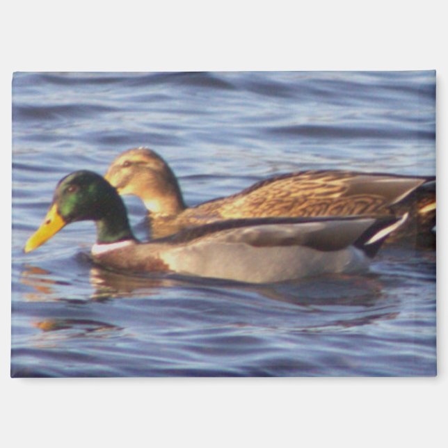 Mallard Ducks Foto Magnet (Vorderseite)