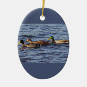 Mallard Ducks Foto Ornament