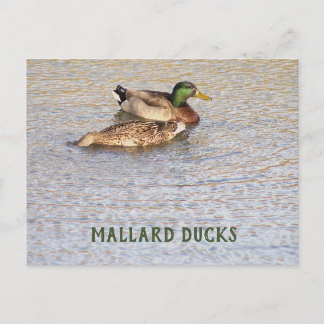 Mallard Ducks Foto Postkarte (Vorderseite)