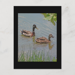 Mallard Ducks Foto Postkarte