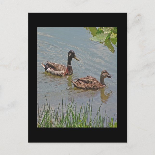 Mallard Ducks Foto Postkarte (Vorderseite)