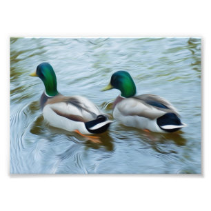 Mallard Ducks Fotodruck