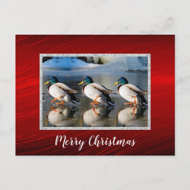 Mallard Ducks Ice Photo Christmas Postcard Postkarte (Vorderseite)