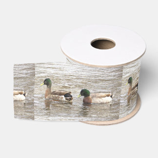 Mallard Ducks Photo Ribbon Ripsband