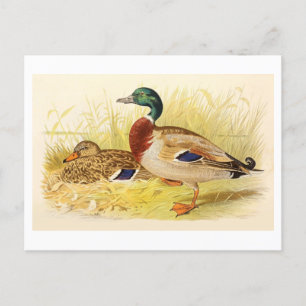Mallard Ducks Postcard Postkarte
